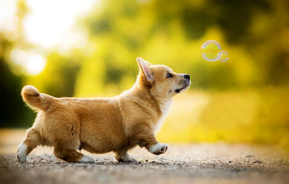 Pomeranian Spitz Boo