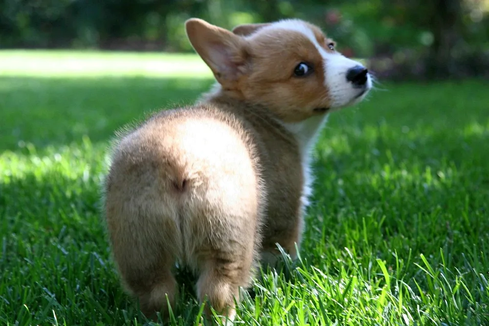 Welsh Corgi Pembroke grooming