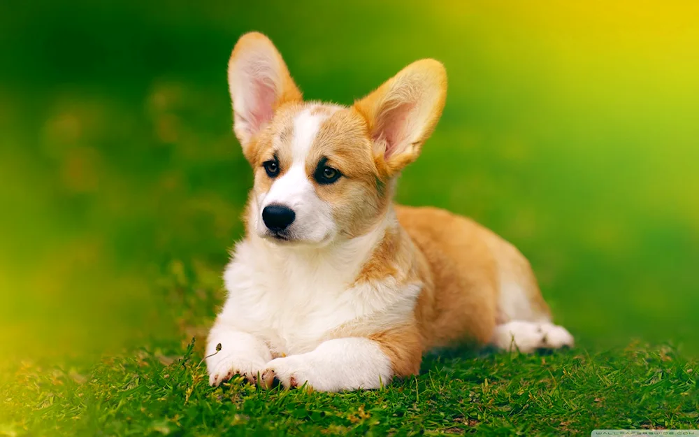 Welsh Corgi Pembroke