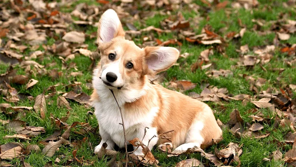 Cavalier King Charles Spaniel