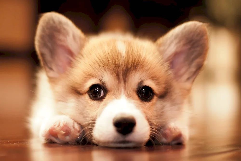 Welsh Corgi Pembroke