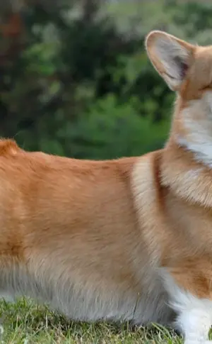 Welsh Corgi Pembroke