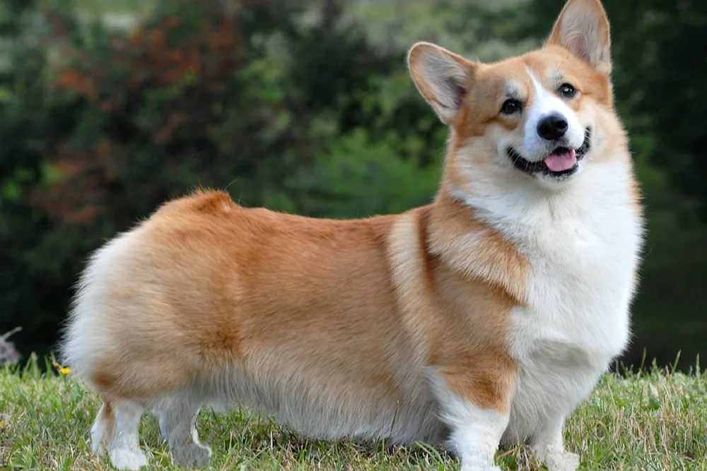 Welsh Corgi Pembroke