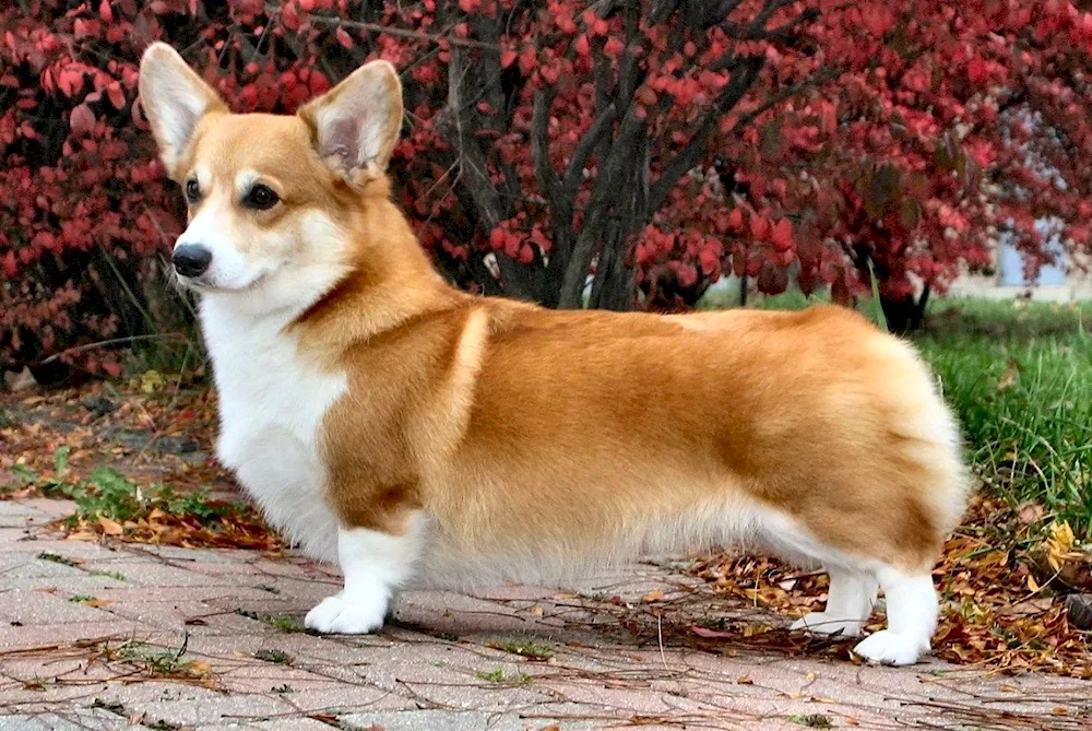 Welsh Corgi Pembroke