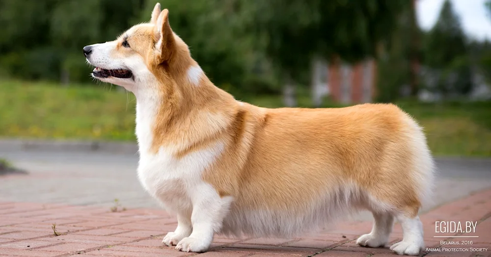 Welsh Corgi Pembroke