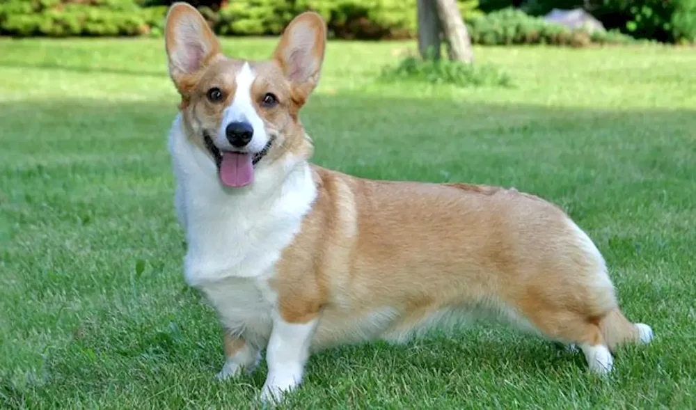 Welsh Corgi Pembroke