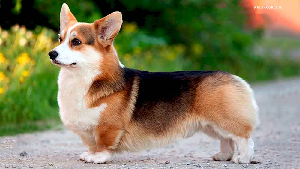 Welsh Corgi Pembroke