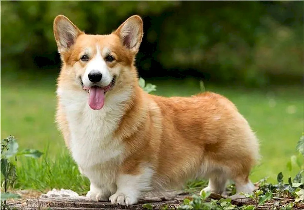 Welsh Corgi breed