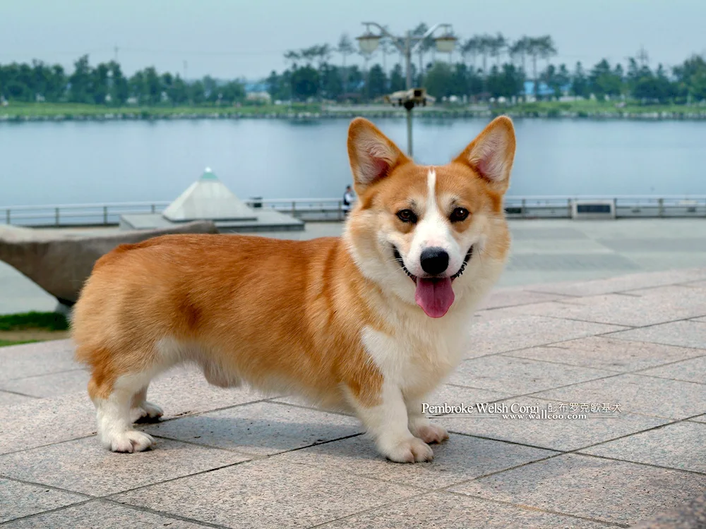 Welsh Corgi Pembroke