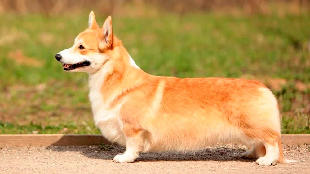 Welsh Corgi Pembroke