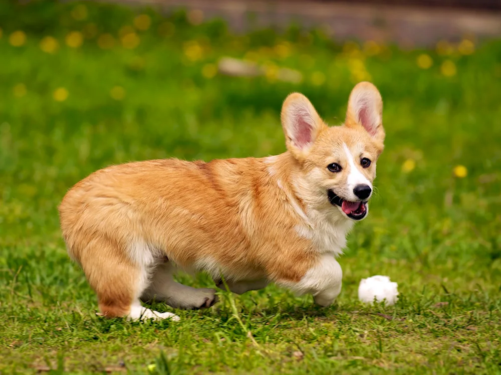 Welsh Corgi Pembroke. Pembroke corgi