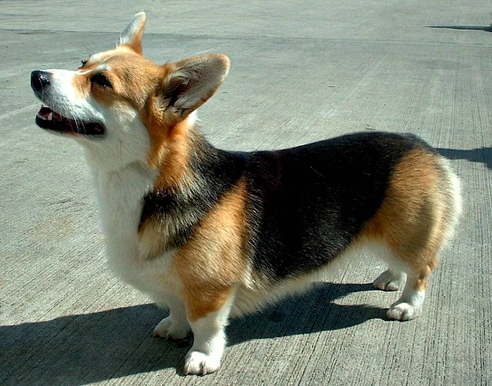 Welsh corgi Pembroke