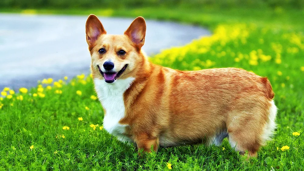 Welsh corgi Pembroke