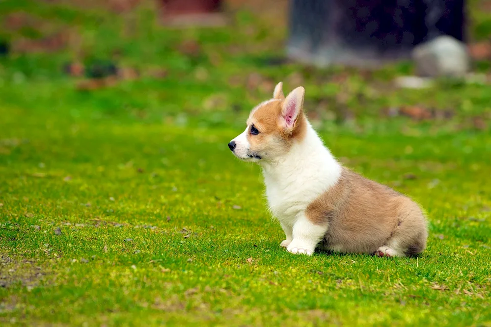 Welsh corgi Pembroke