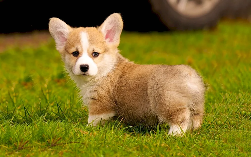 Welsh corgi dog