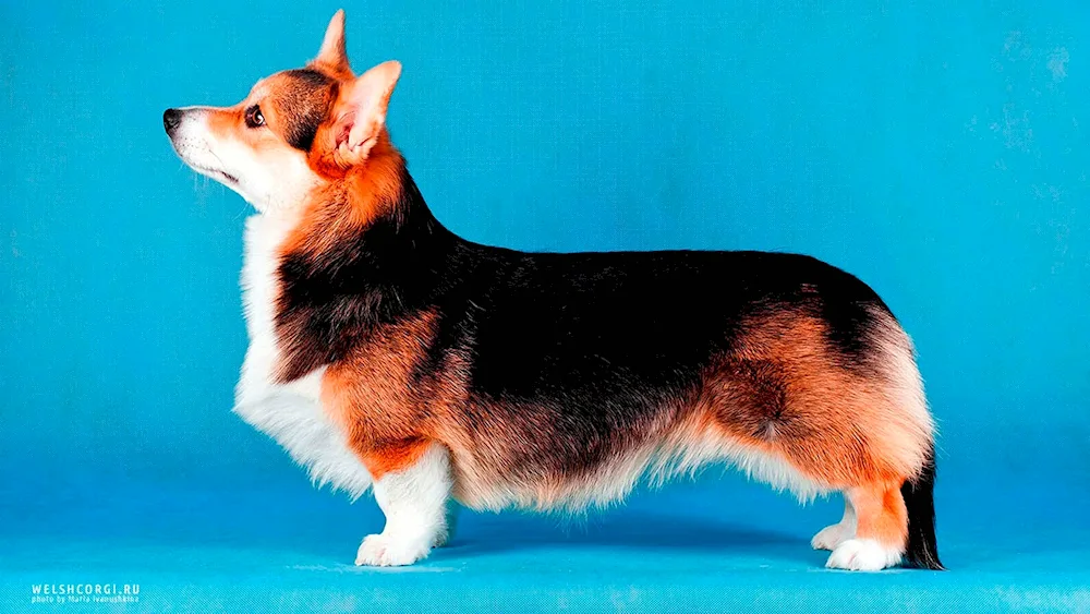 Welsh corgi Pembroke. Pembroke corgi