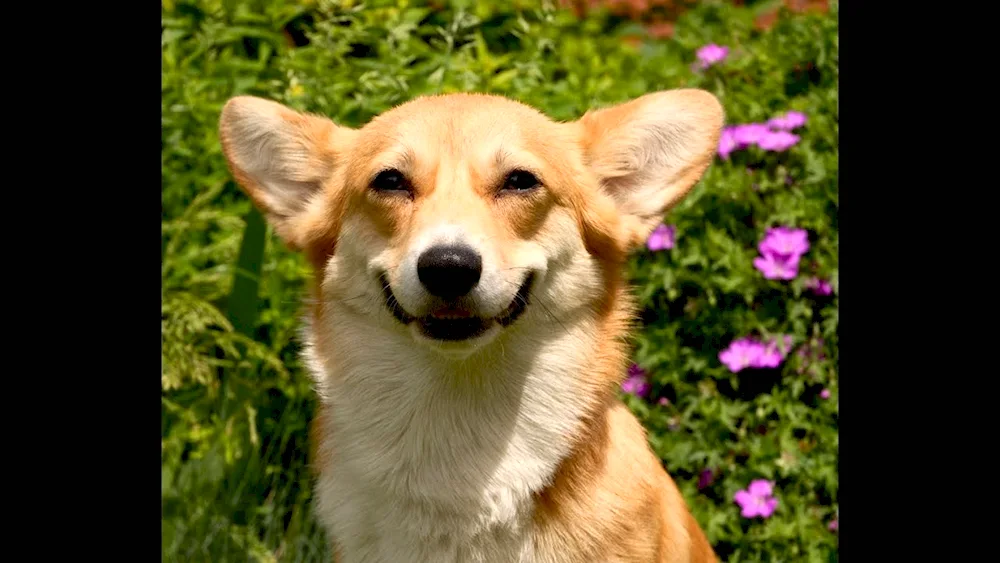 Welsh corgi pembroke