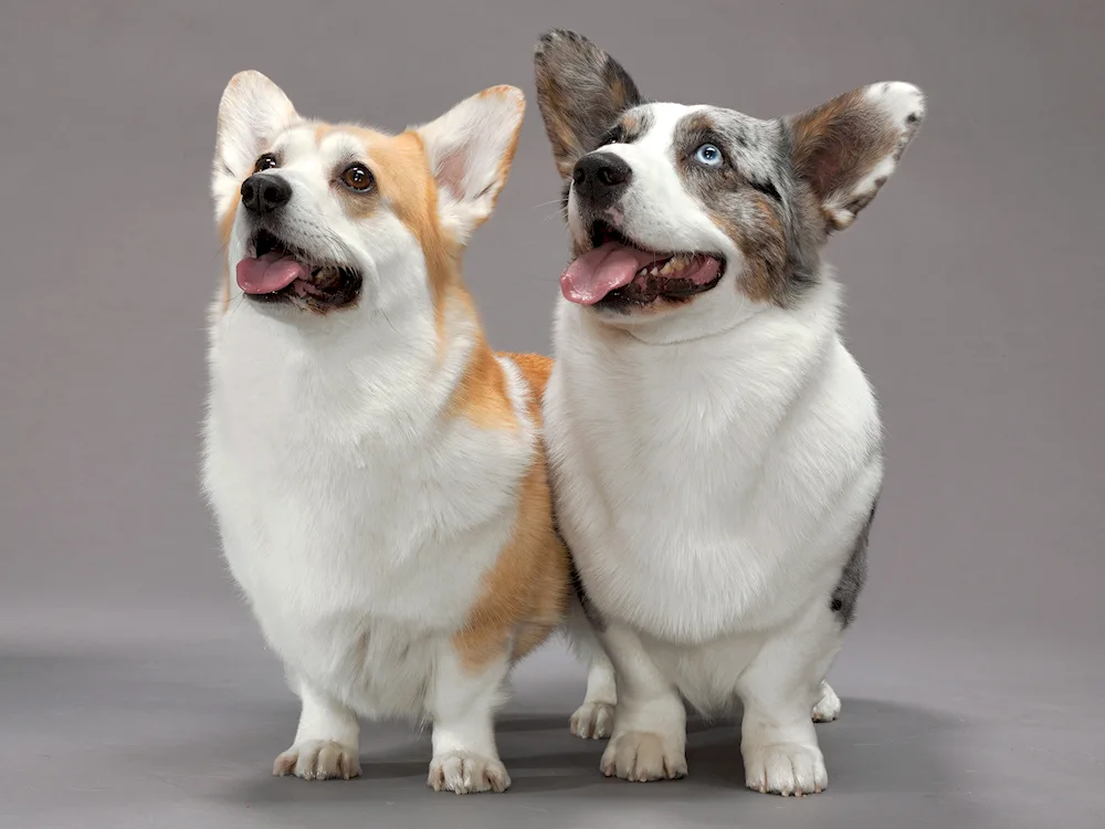 Welsh corgi pembroke