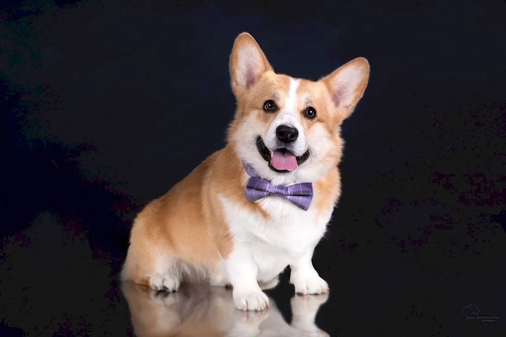 Welsh corgi pembroke