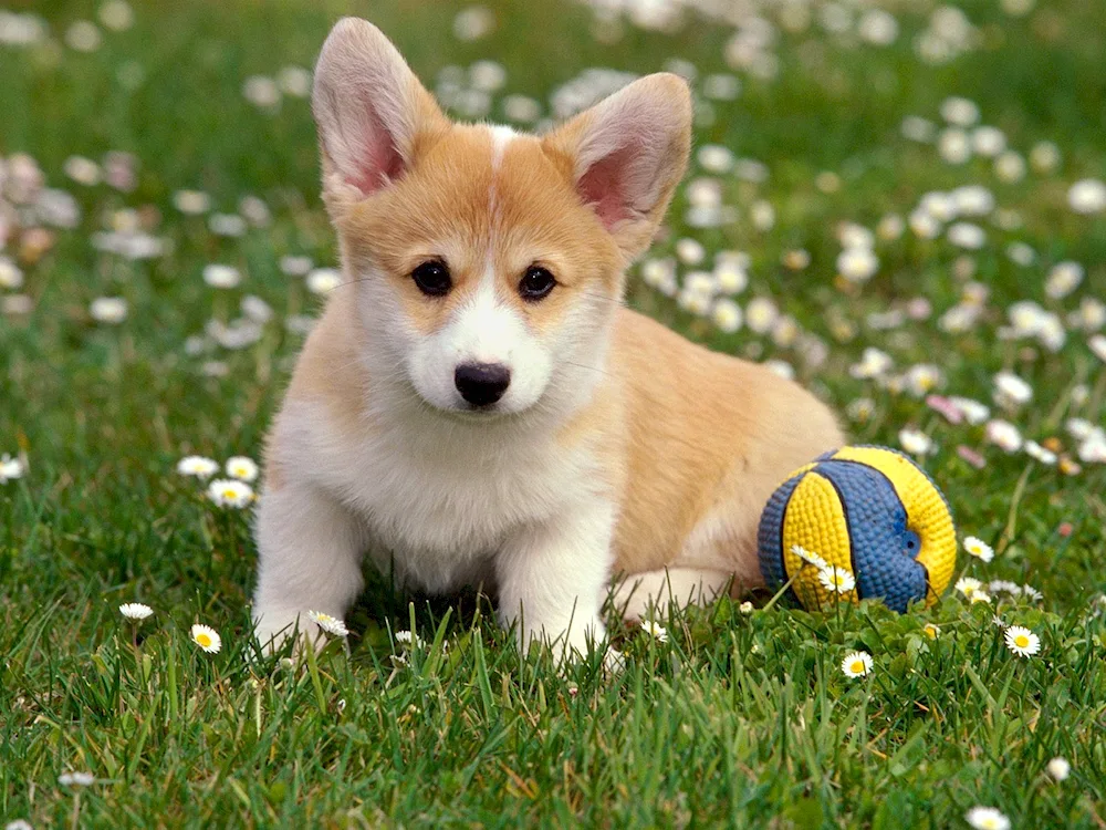 Pomeranian Poopy