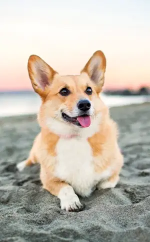 Welsh Corgi Pembroke