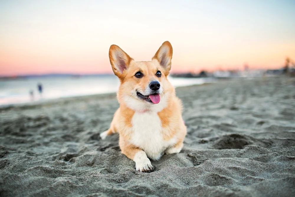 Welsh Corgi Pembroke