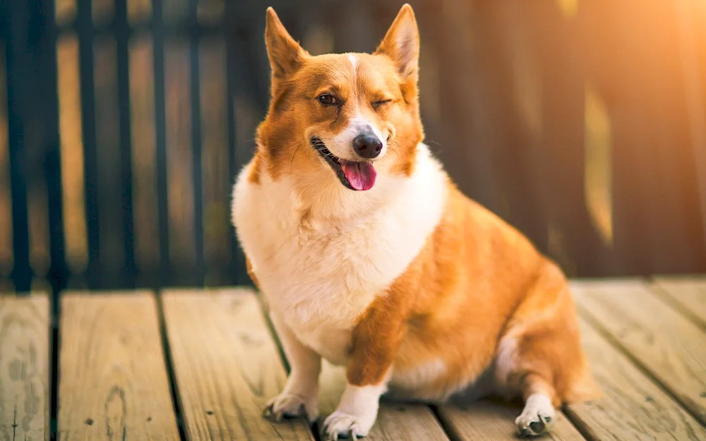 Welsh corgi