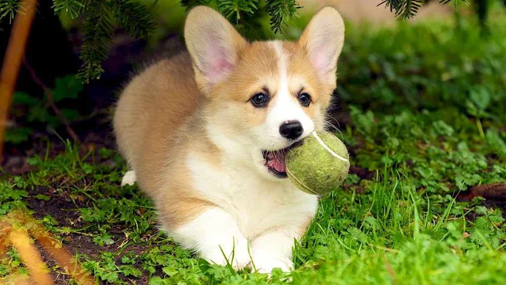 Welsh dog. Corgi Pembroke