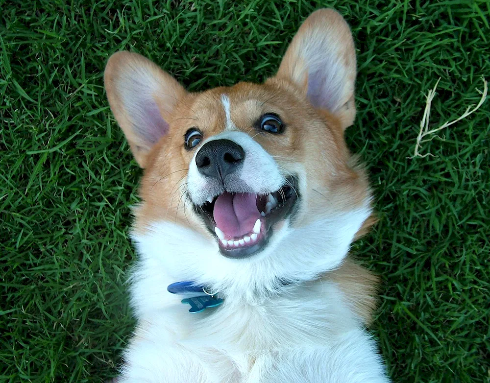 Welsh corgi Pembroke corgi