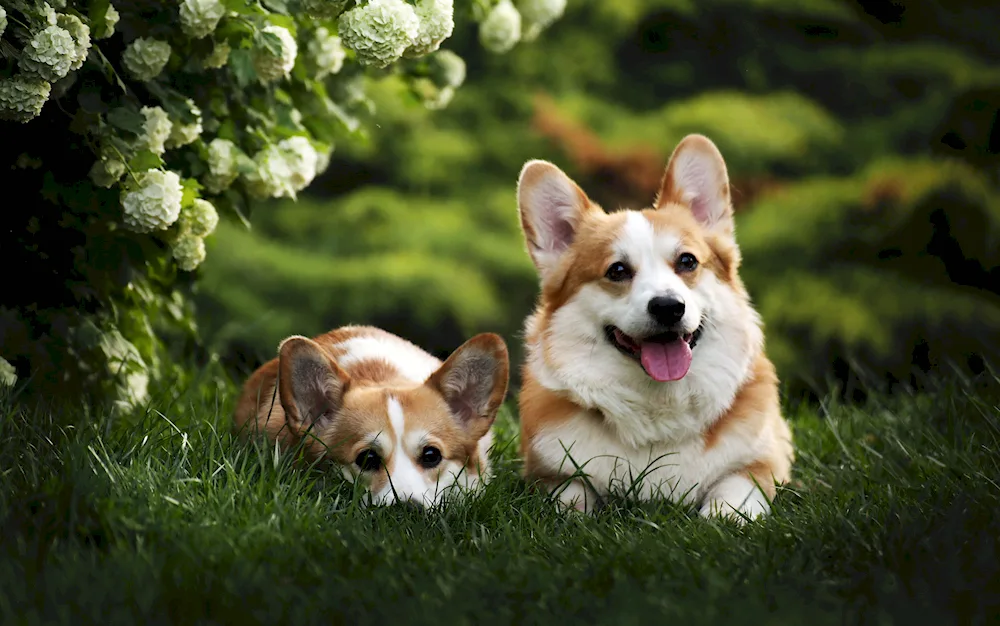 Welsh corgi pembroke