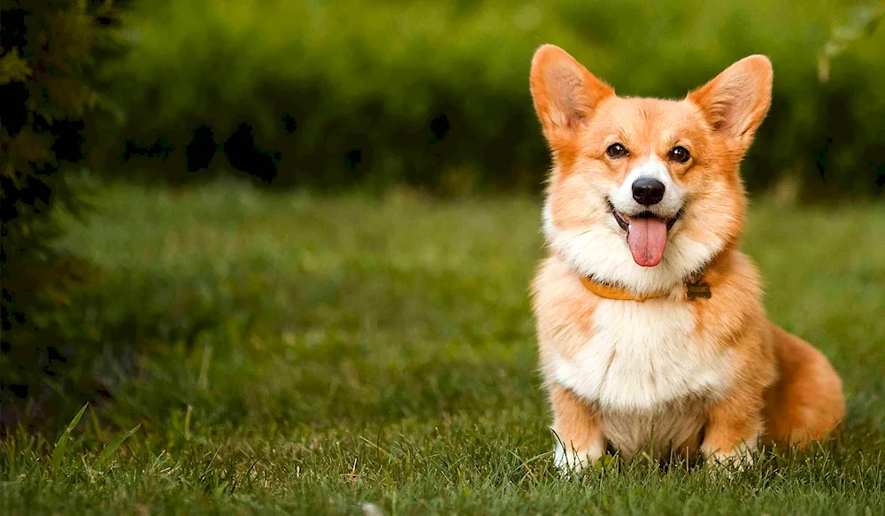 Welsh corgi