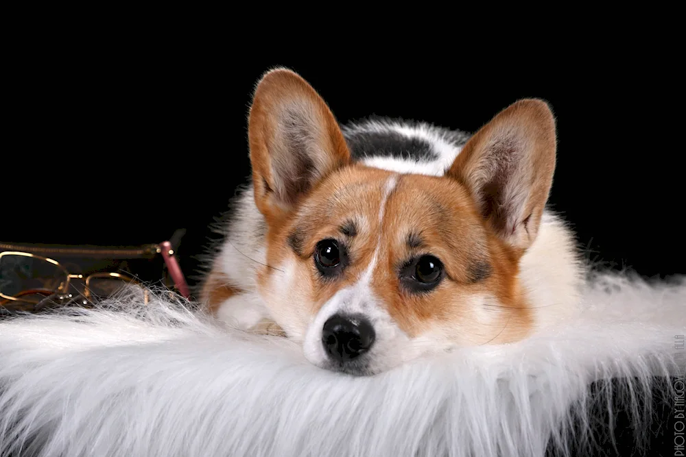 Welsh corgi pembroke