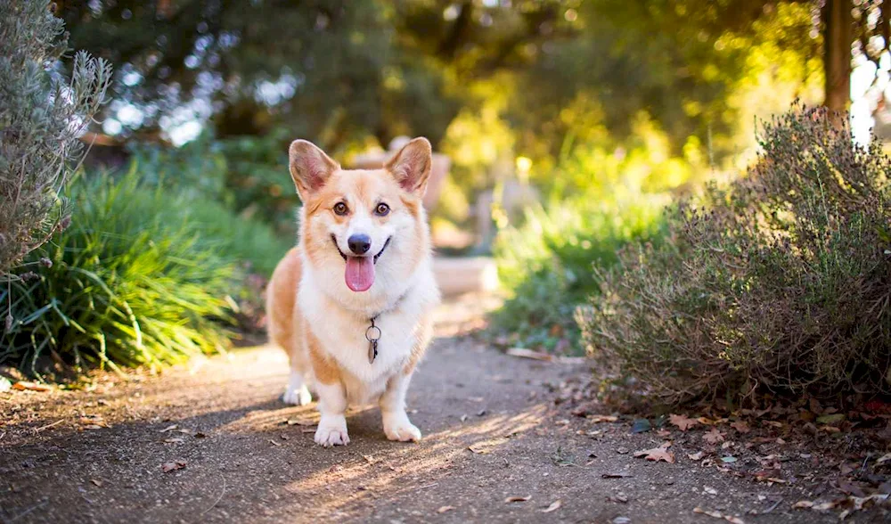 Welsh corgi pembroke