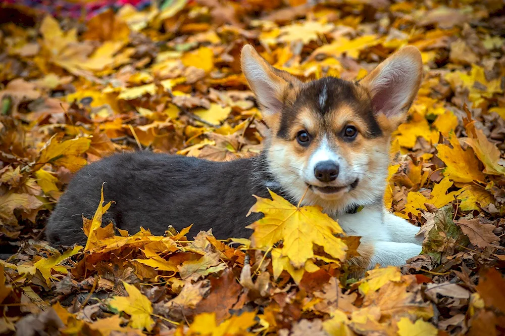 Corgi albino