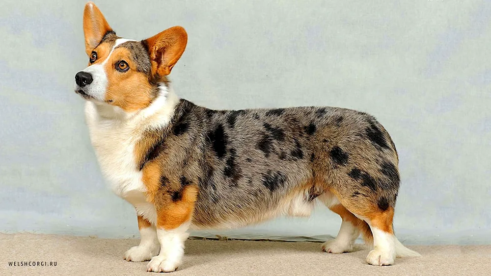 Corgi cardigan Blue Merle