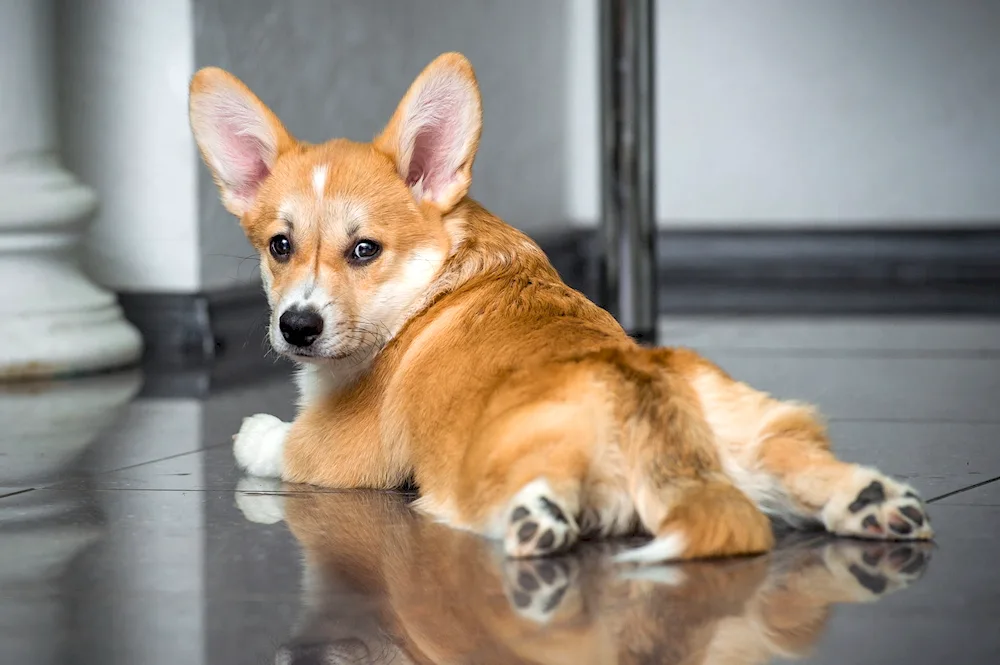 Welsh corgi pembroke