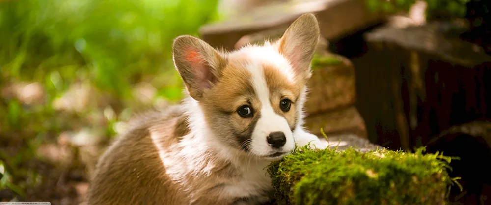 Corgi Cardigan Blue Merle