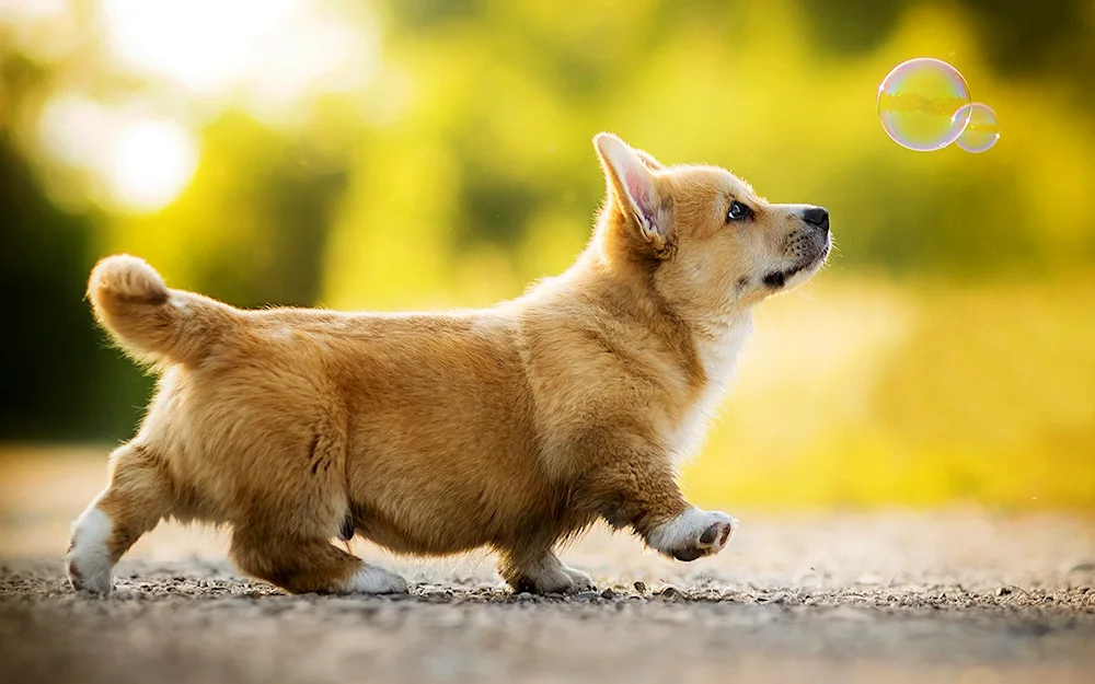 Welsh Spitz. corgi pembroke