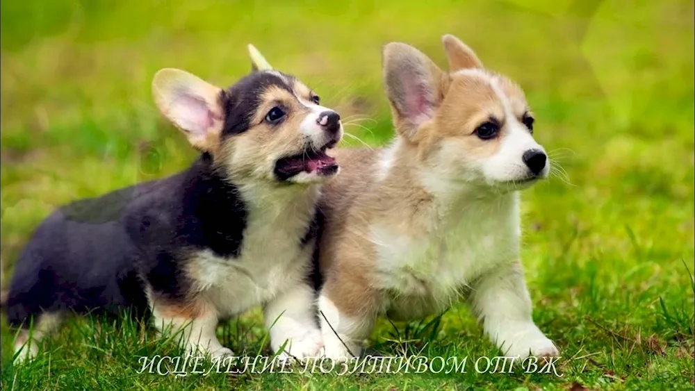 Welsh Spitz. Corgi Pembroke