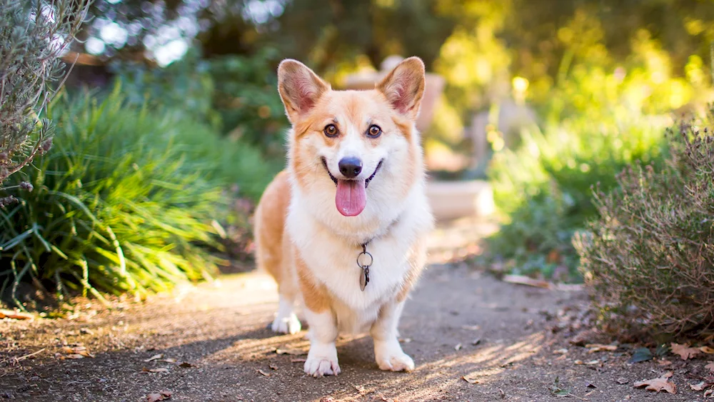 Welsh Corgi