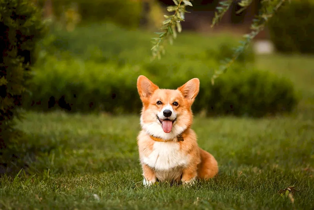 Welsh corgi pembroke