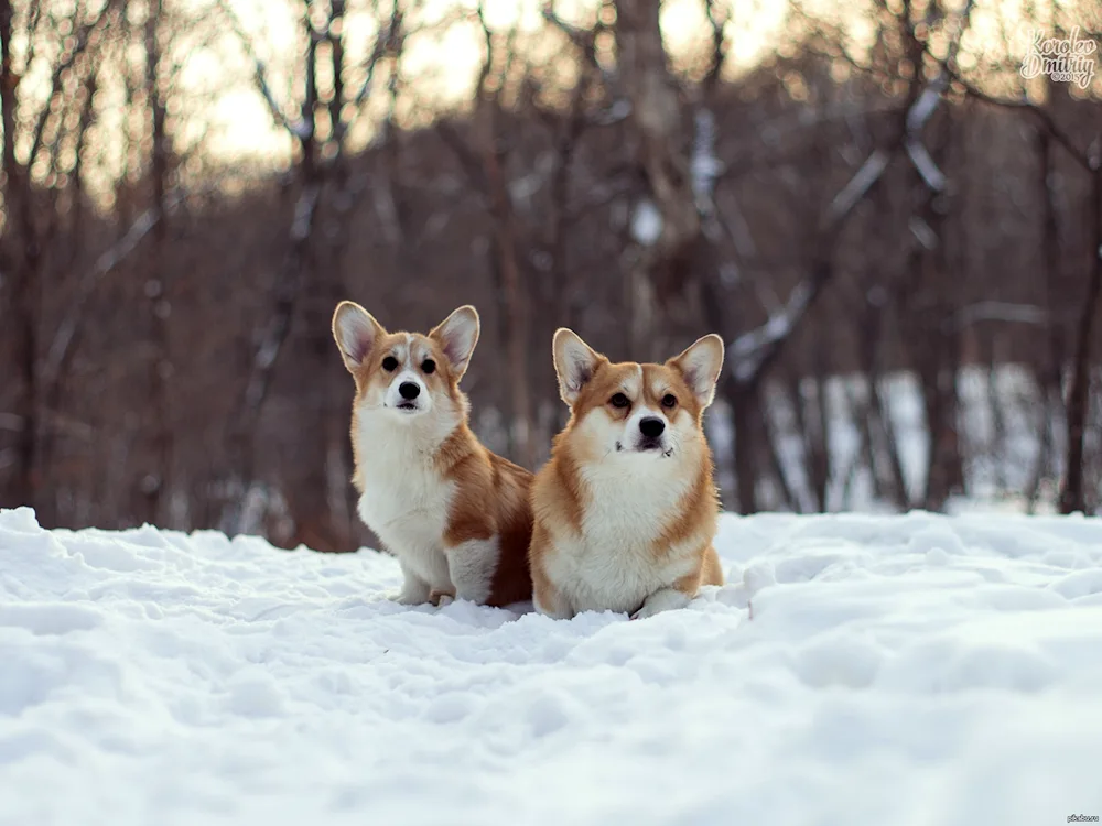 Welsh corgi pembroke