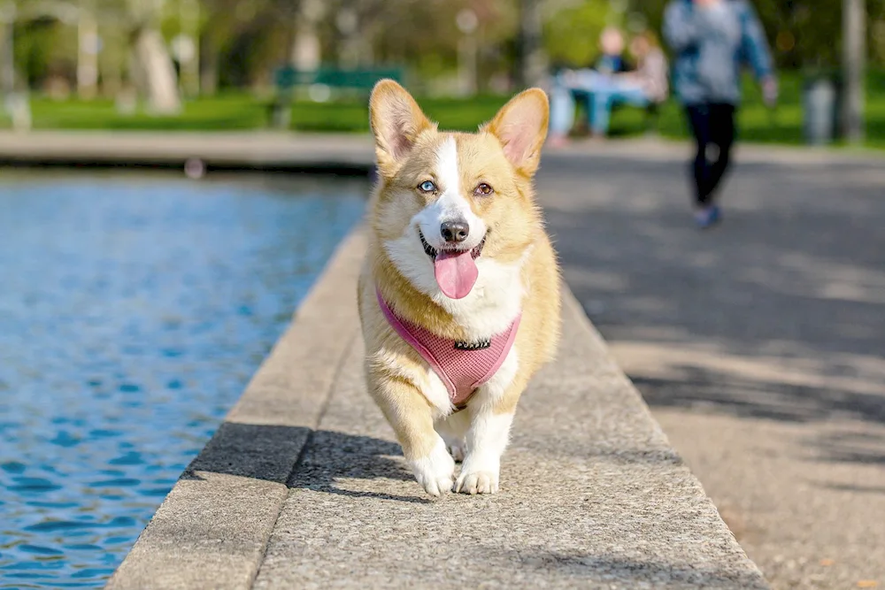 Corgi puppy