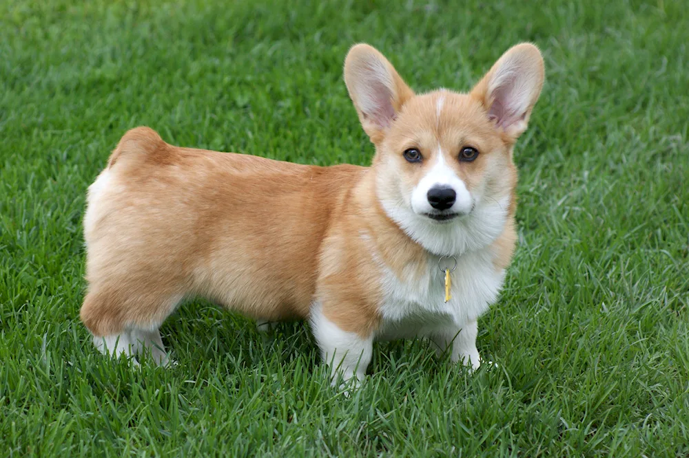 Welsh Corgi Pembroke