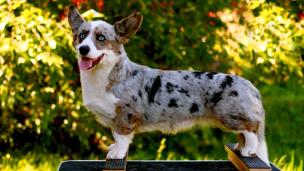 Welsh corgi pembroke