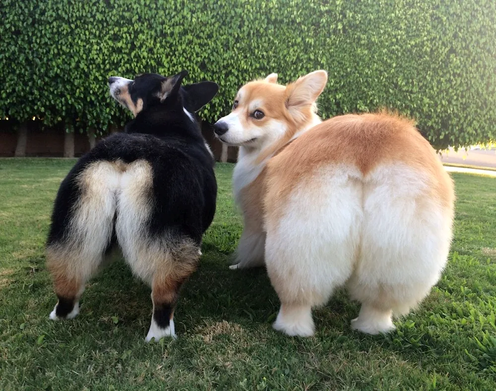 Corgi butt