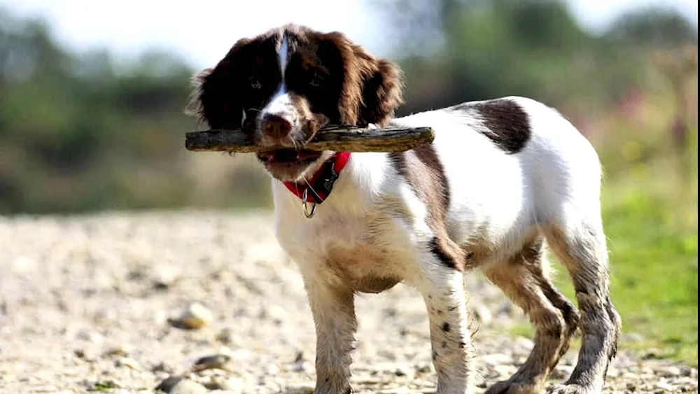 Jack Russell springer spaniel. spaniel