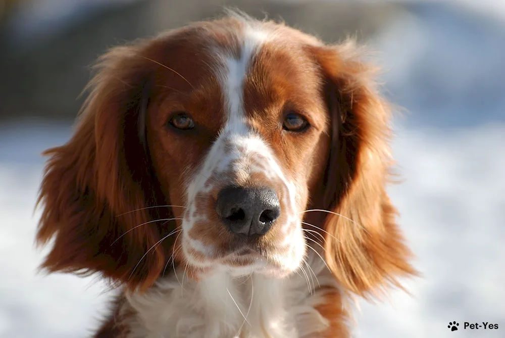 Irish setter