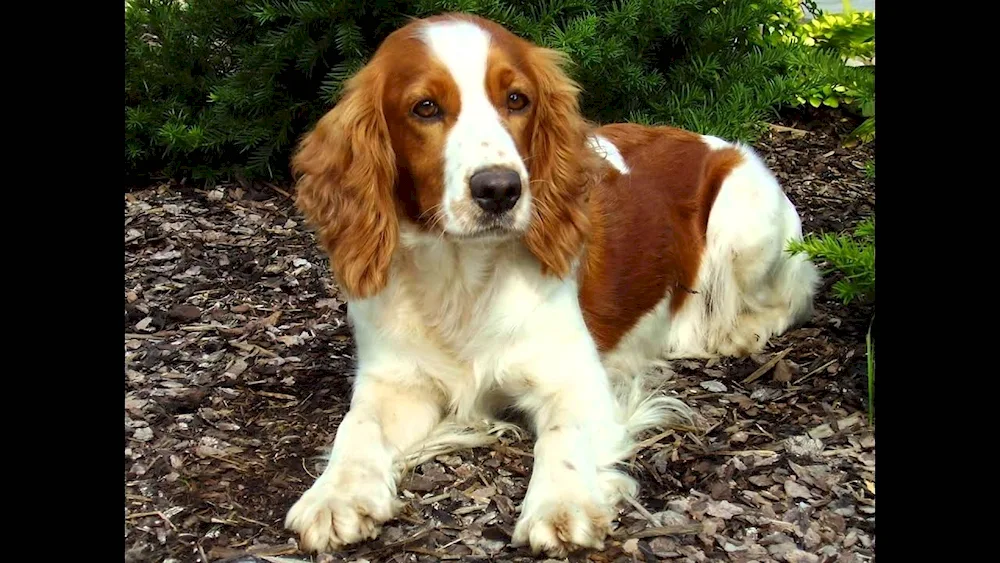 Setter Pointer Kurzhaar