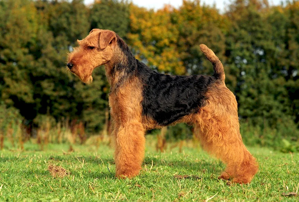 Basset hound. Corgi